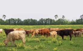 cattle breeds livestock